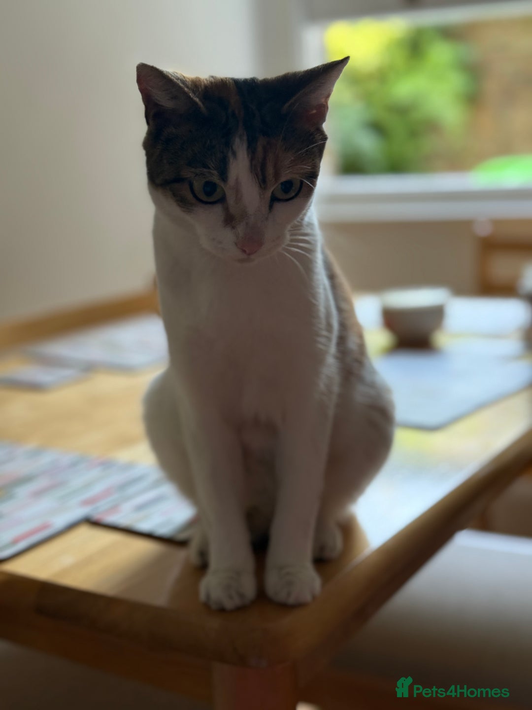 American Wirehair cats for sale: Female calico cat  - Image 1