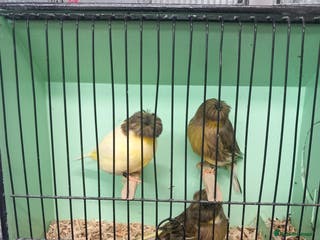 Canaries birds Gloster canaries - Advert 5