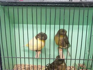 Canaries birds Gloster canaries - Advert 10