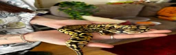 Python Snake reptiles for sale: Pastel Het Clown Ball Python - Advert 1