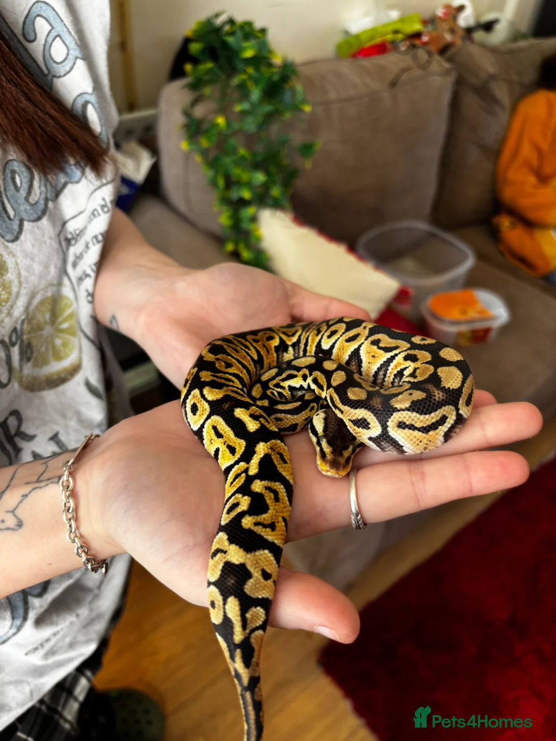Python Snake reptiles for sale: Pastel Het Clown Ball Python - Advert 1