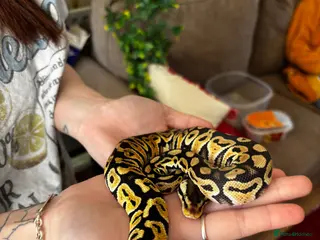 Python Snake reptiles Pastel Het Clown Ball Python - Advert 1