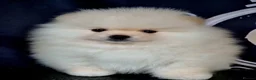 Pomeranian dogs for sale: Luxury Pomeranian Puppies for sale!!! - Advert 6