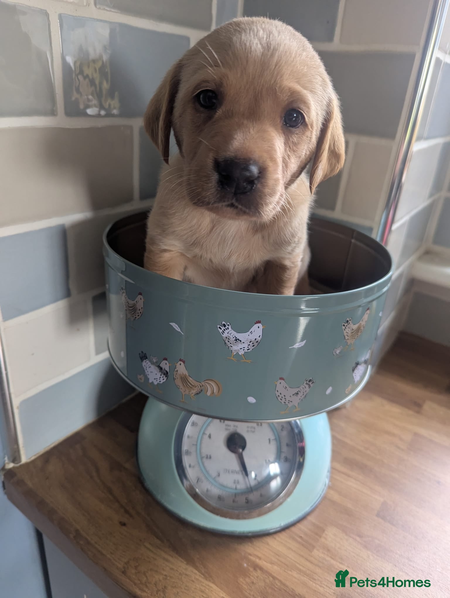 Labrador Retriever dogs  Last Yellow Male!Health checked and microchipped  - Advert 1