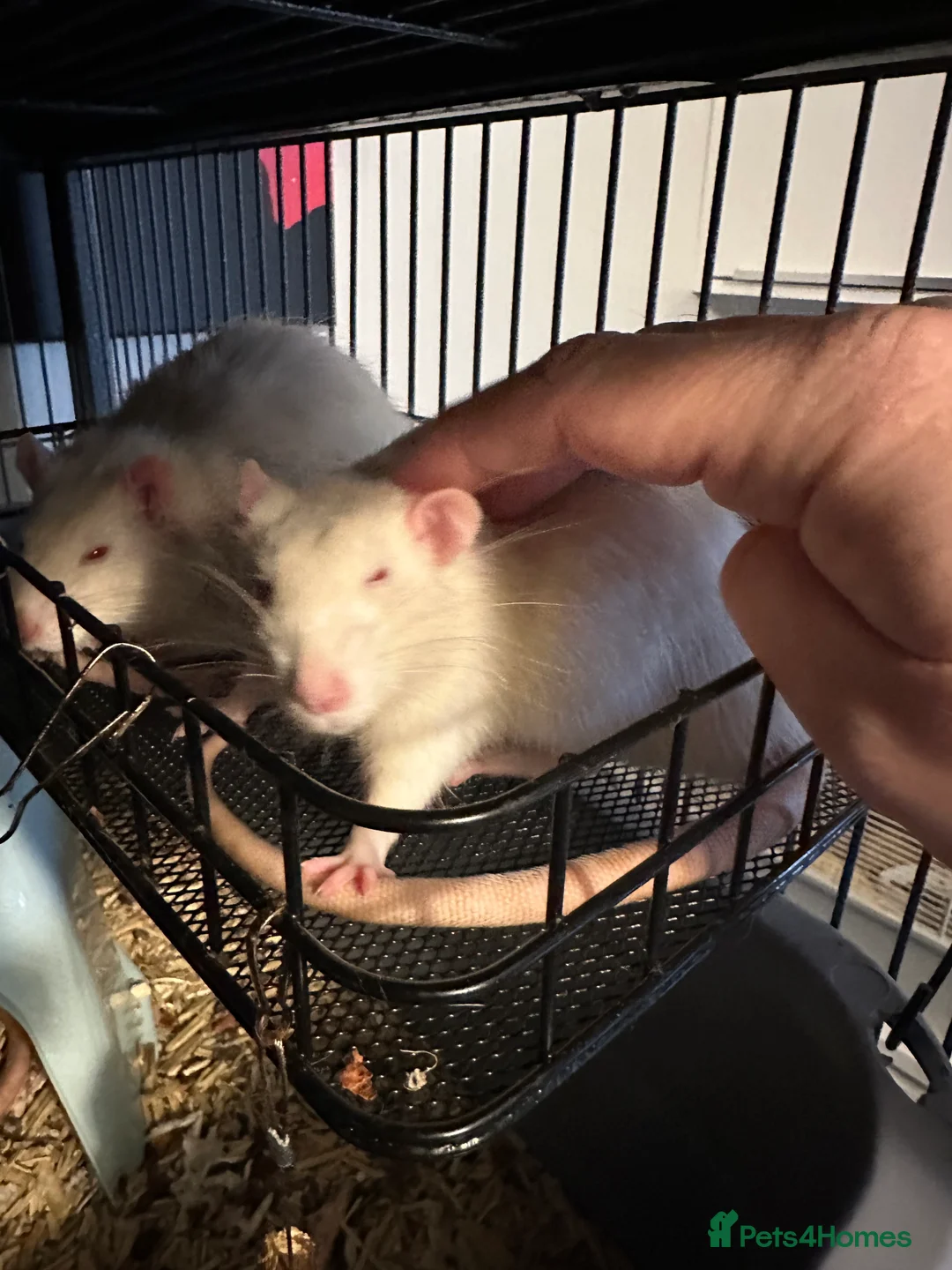 Rat rodents for sale: 5 male Fancy Rats 6 months old - Advert 9