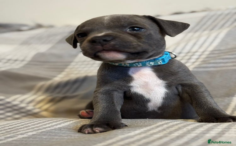 Staffordshire Bull Terrier dogs - Advert 4