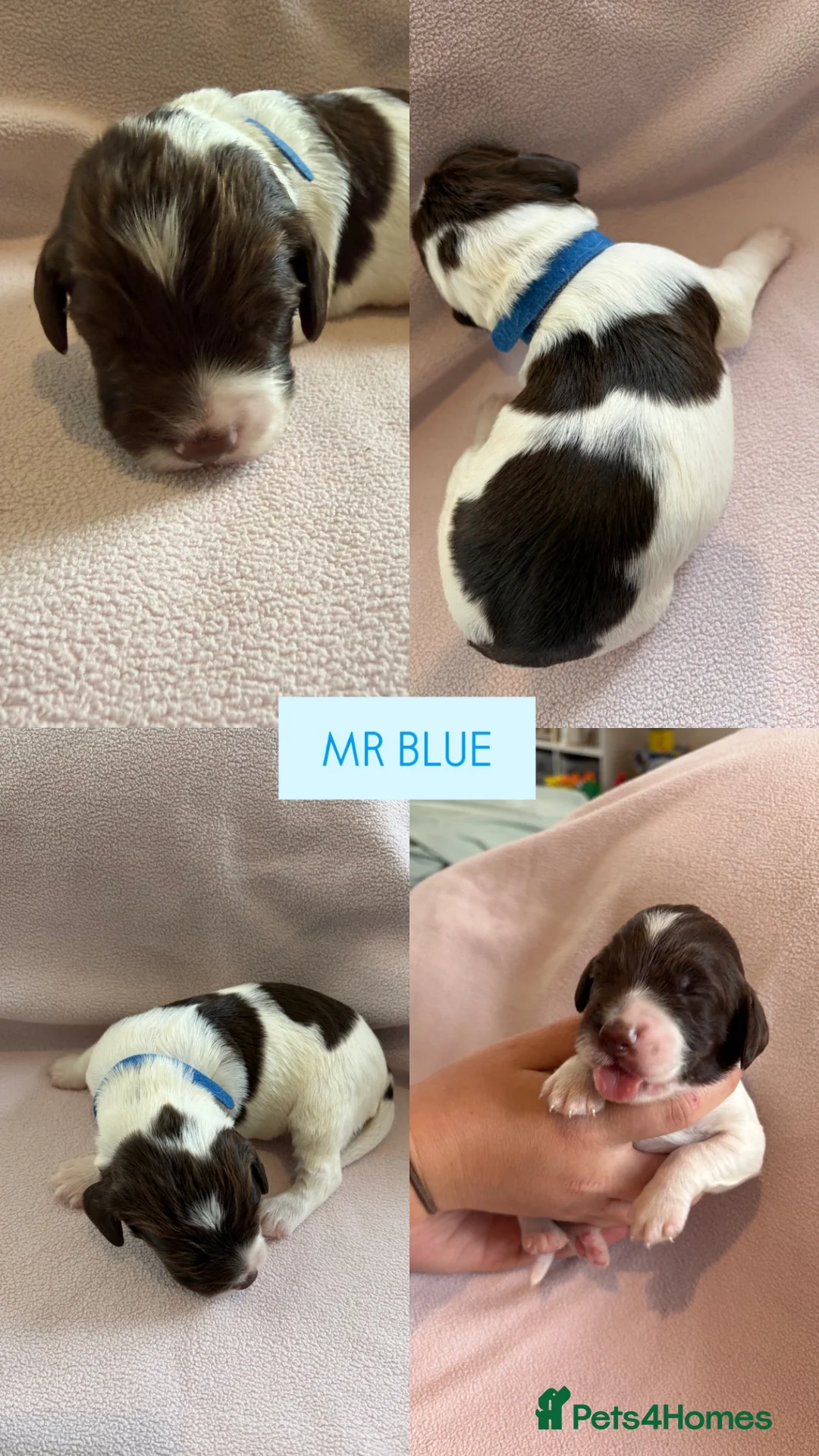 English Springer Spaniel dogs for sale: 6 English Springer Spaniel Pups  - Advert 7