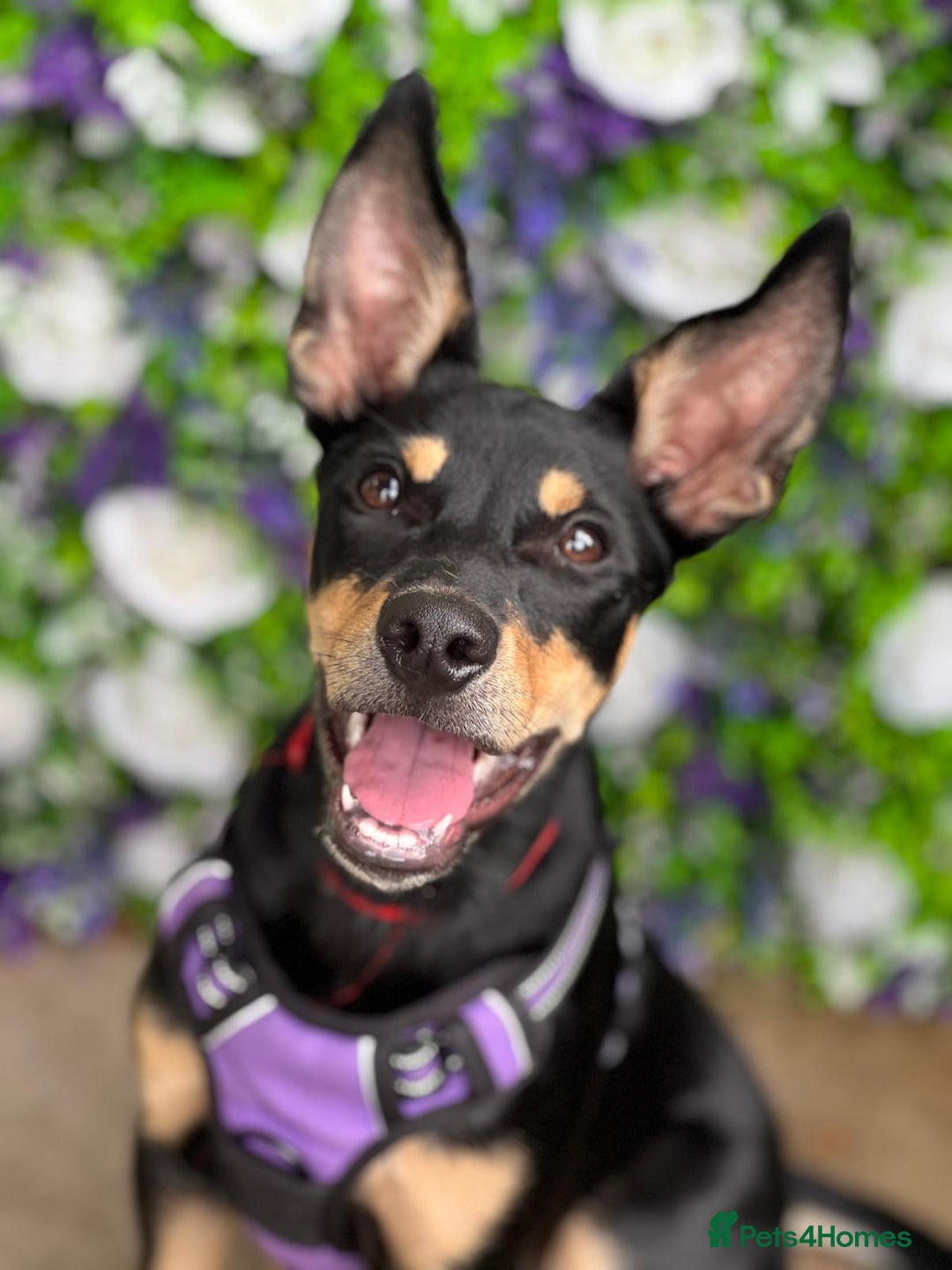 Australian Kelpie dogs for sale: 9 month old Australian Kelpie for Rehoming - Advert 5
