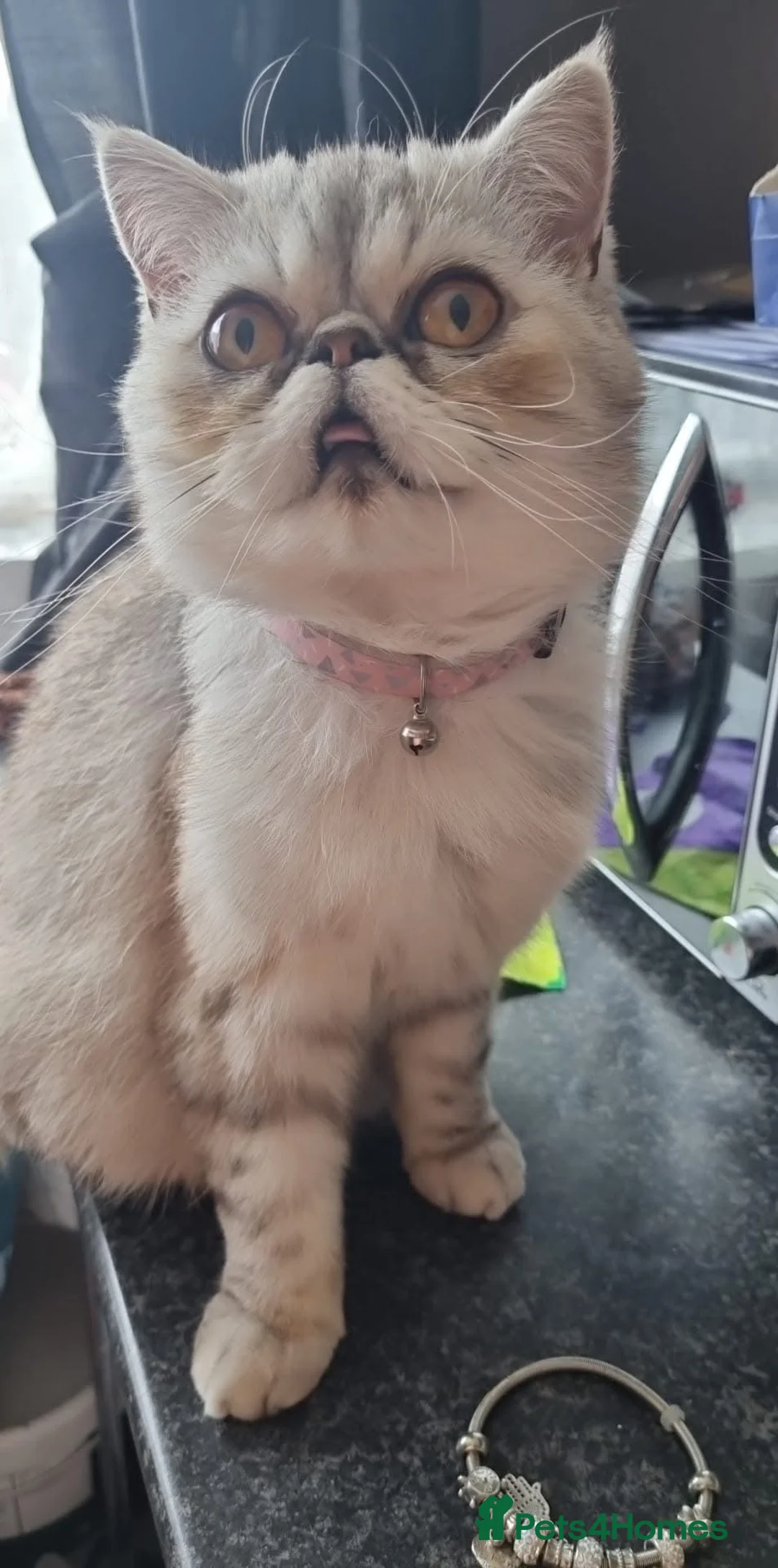 Mixed Breed cats for sale: Exotic cross kittens  - Advert 1