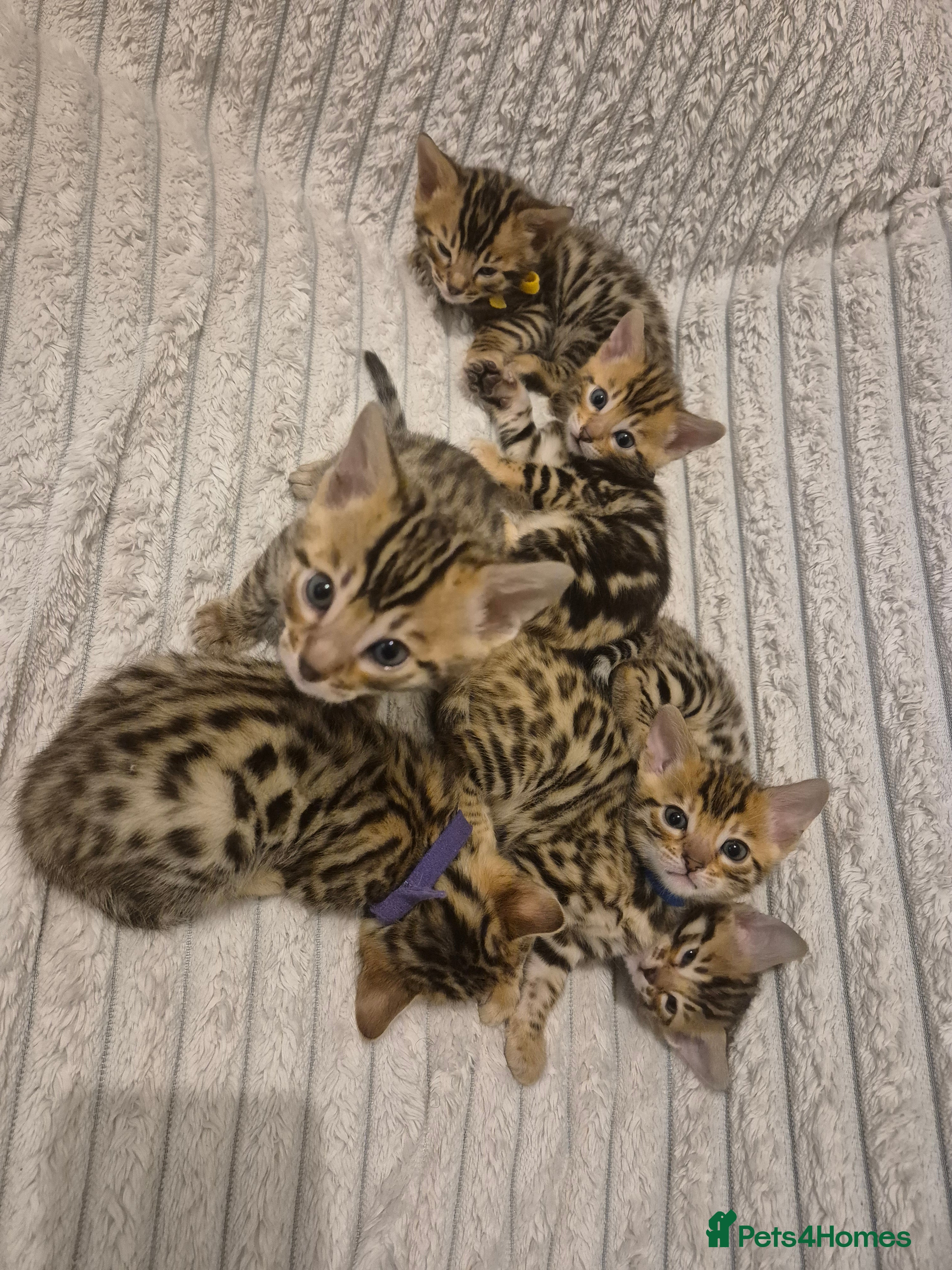 Bengal cats 🐾Only 1 Beautiful Bengal Kitten left!!🐾 - Advert 17