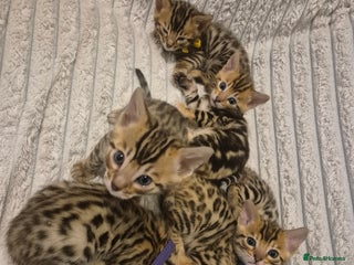 Bengal cats 🐾Only 1 Beautiful Bengal Kitten left!!🐾 - Advert 17