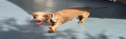 Miniature Dachshund dogs for stud: Stunning Grey miniature Dachshund for stud in Havant - Advert 3