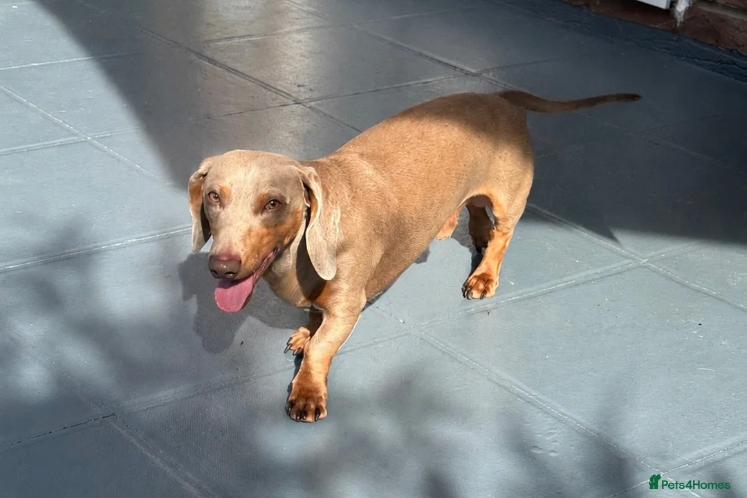 Miniature Dachshund dogs for stud: Stunning Grey miniature Dachshund for stud in Havant - Advert 3