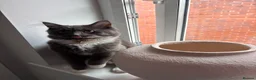 Maine Coon cats for sale: Maine coon  - Advert 4