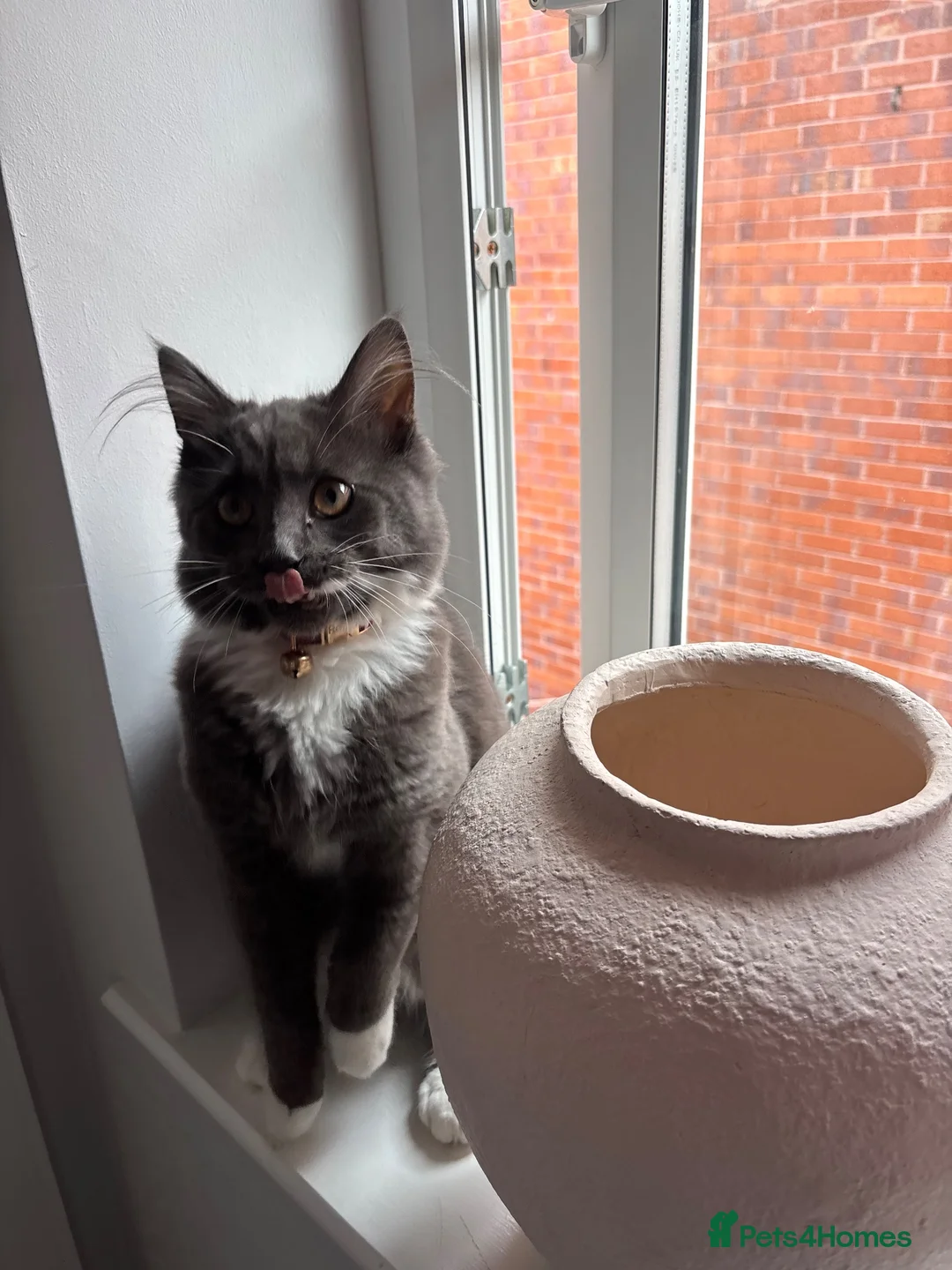 Maine Coon cats for sale: Maine coon  - Advert 4
