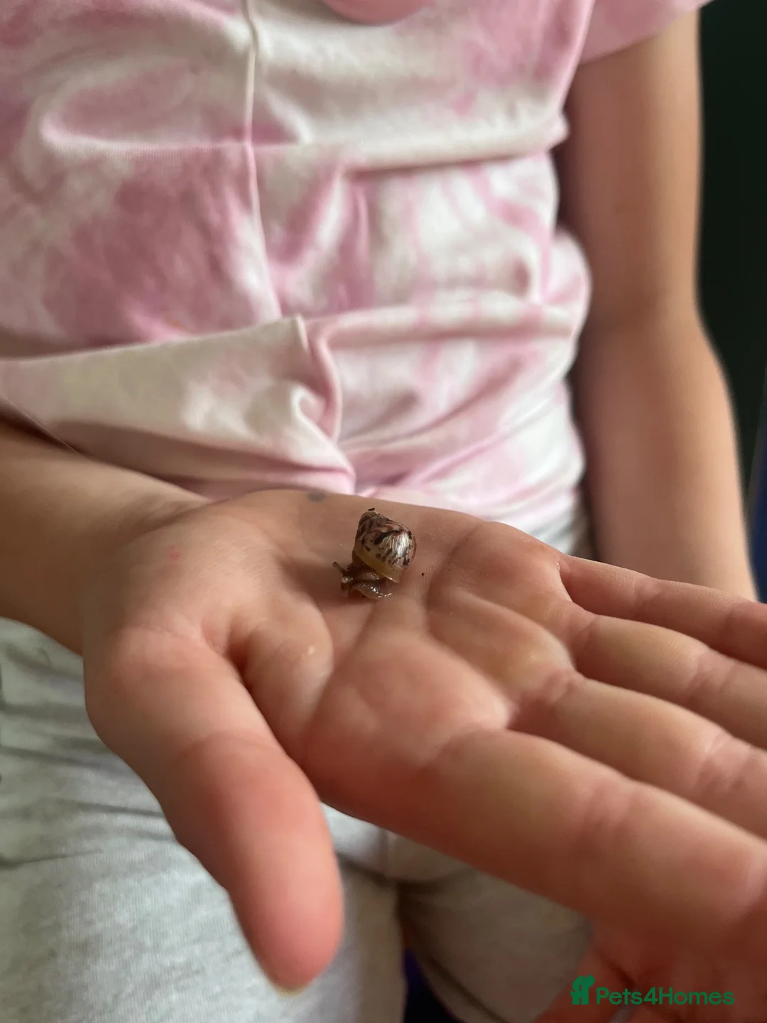 Snails invertebrates for sale: African Land Snails looking for new homes in Peterborough - Advert 1