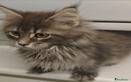 Maine Coon cats for sale: Beautiful Maine coon kittens - Image 3