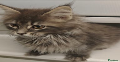 Maine Coon cats - Advert 5