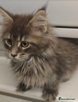 Maine Coon cats - Advert 5