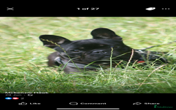 French Bulldog dogs for sale: 2 male French bulldog puppies for sale  - Image 7