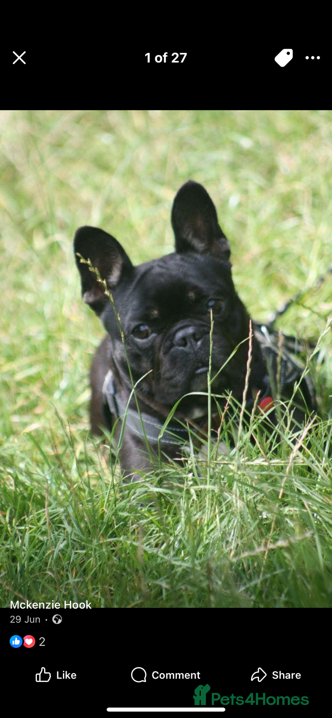 French Bulldog dogs for sale: 2 male French bulldog puppies for sale  - Image 7