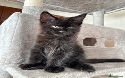 Maine Coon cats for sale: Maine coon - Image 19