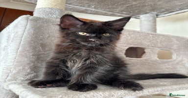 Maine Coon cats - Advert 9