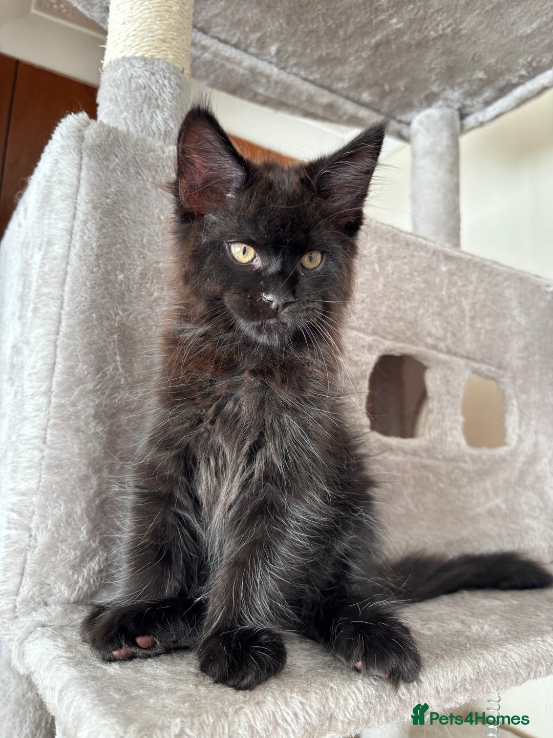 Maine Coon cats for sale: Maine coon - Image 19