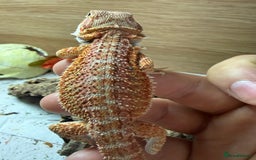Bearded Dragon reptiles for sale: 🔥🔥🔥 BABY BEARDED DRAGONS 🔥🔥🔥 4 LEFT 🔥🔥 - Image 18