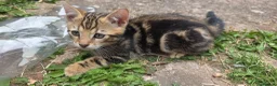 Bengal cats for sale: Beautiful Marble Bengal kitten boy ready now - Advert 7