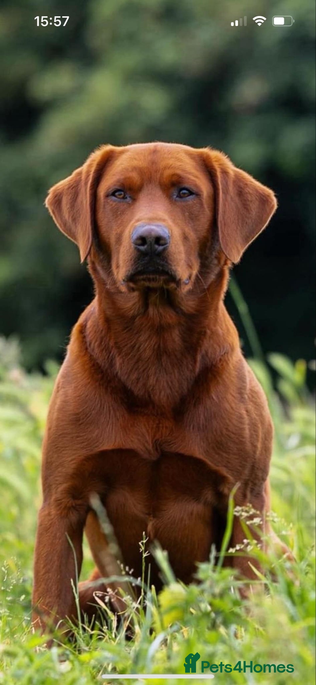 Labrador Retriever dogs for sale: 5*Licenced home breeder fox red lab working lines  - Image 6