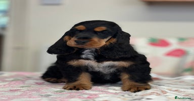 Cocker Spaniel dogs Health tested full show line black / tan girl - Advert 12