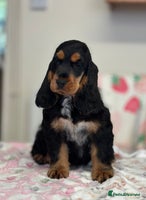 Cocker Spaniel dogs Health tested full show line black / tan girl - Advert 2