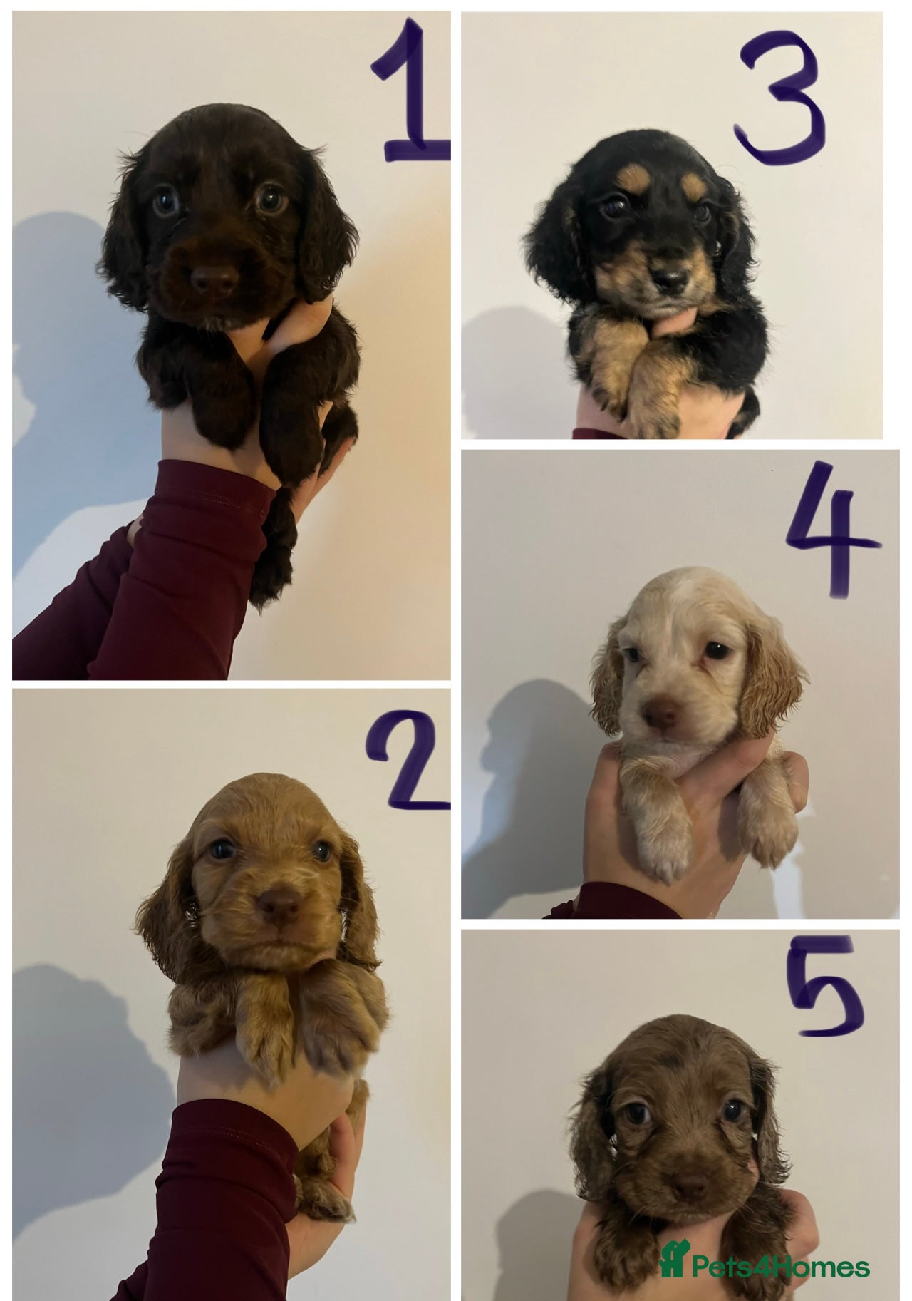 Cocker Spaniel dogs 5 BEAUTIFUL COCKER BOYS in King's Lynn - Advert 1