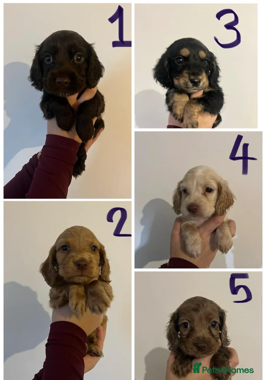Cocker Spaniel dogs for sale: 5 BEAUTIFUL COCKER BOYS in King's Lynn - Advert 1