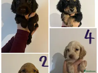 Cocker Spaniel dogs 5 BEAUTIFUL COCKER BOYS in King's Lynn - Advert 1