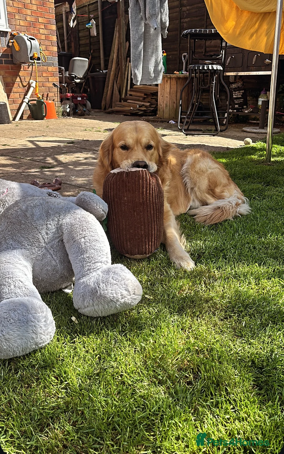 Golden Retriever dogs for stud: KC Registered Golden Retriever Stud - Advert 4