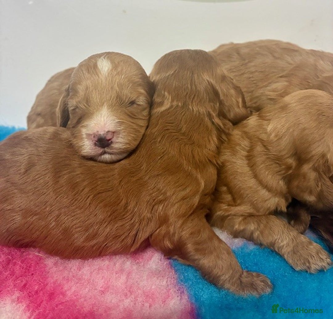 Cockapoo dogs for sale: 🌟 Beautiful F1 Cockapoo puppies 🌟 - Advert 6