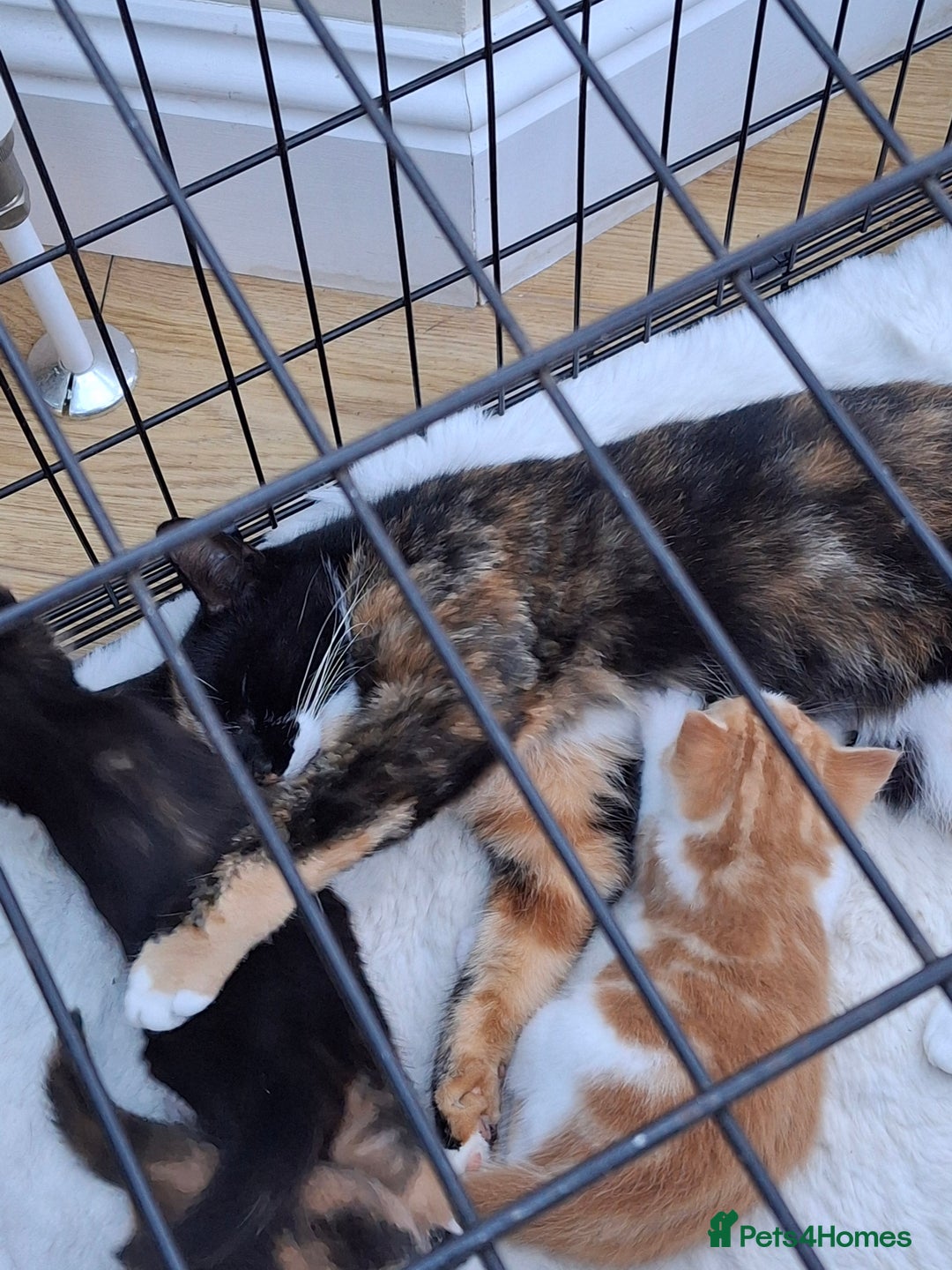 Mixed Breed cats for sale: 3 adorable little kittens for sale  - Image 11