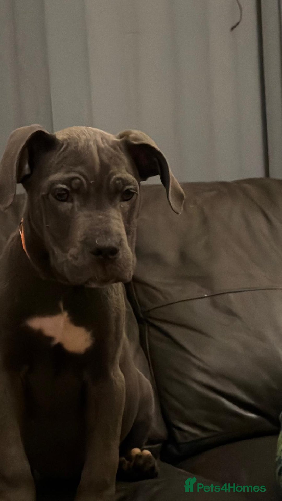 Cane Corso dogs for sale: Cane corso puppies - Advert 2