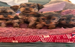 Yorkshire Terrier dogs for sale: Stunning Yorkshire terriers - Image 3