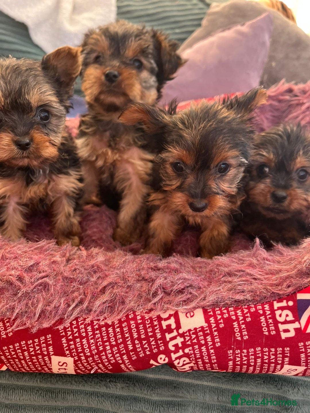 Yorkshire Terrier dogs for sale: Stunning Yorkshire terriers - Image 3