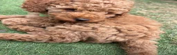Toy Poodle dogs for sale: Stunning toy poodle puppies ready to leave now! - Advert 6