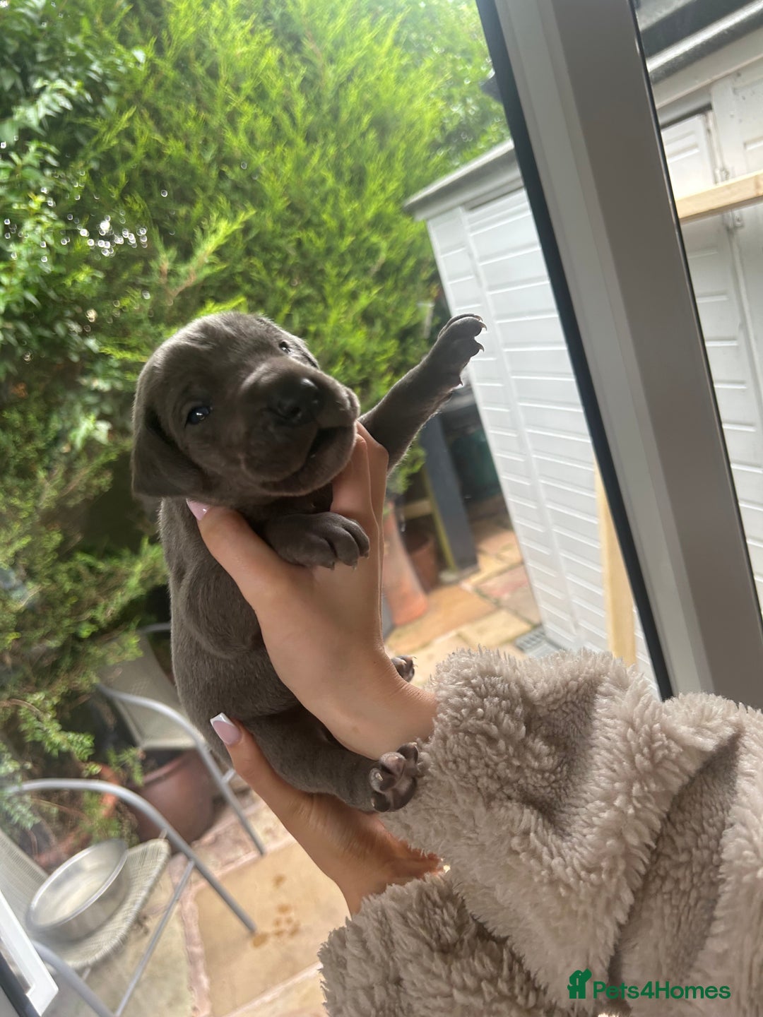 Great Dane dogs for sale: Champion Great Dane puppies for sale - Image 21