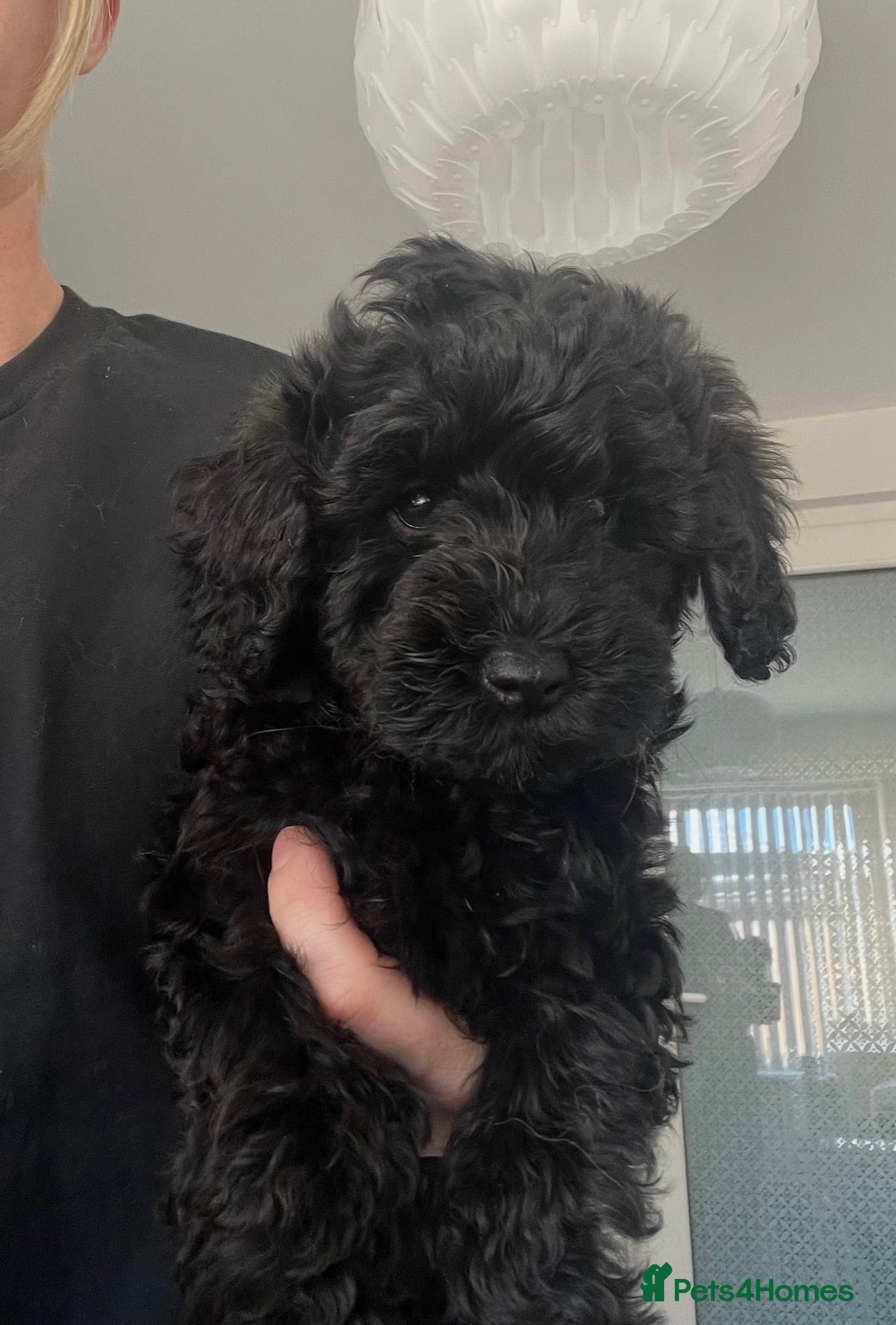 Cockapoo dogs Ready now health tested tested cockapoo puppies  - Advert 2