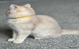 British Shorthair cats for sale: Stunning British shorthair NY 12 kittens - Image 21