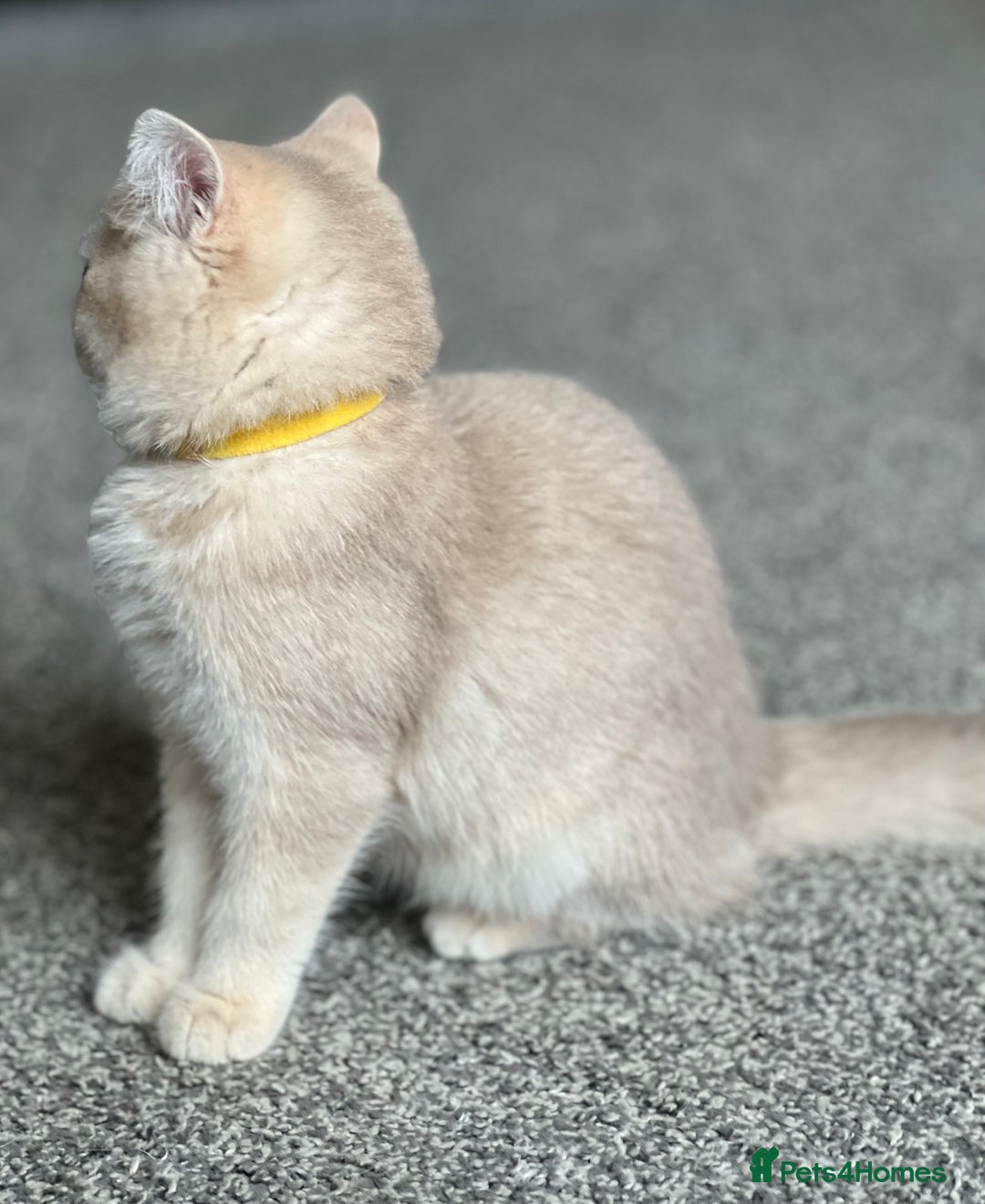 British Shorthair cats for sale: Stunning British shorthair NY 12 kittens - Image 21