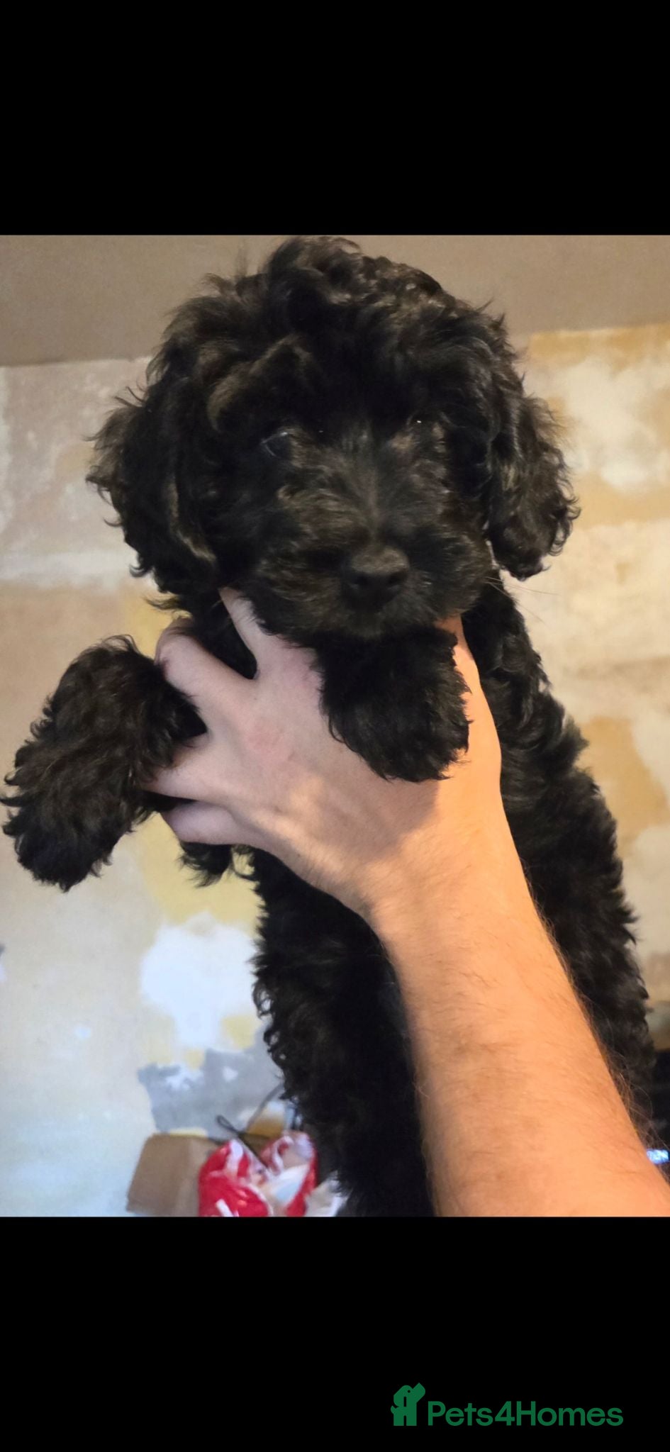 Mixed Breed dogs ONLY 1 boy LEFT. READY TO LEAVE  - Advert 19
