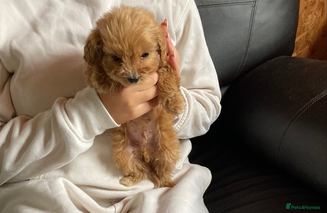 Cockapoo dogs for sale: Cockapoos  - Image 18