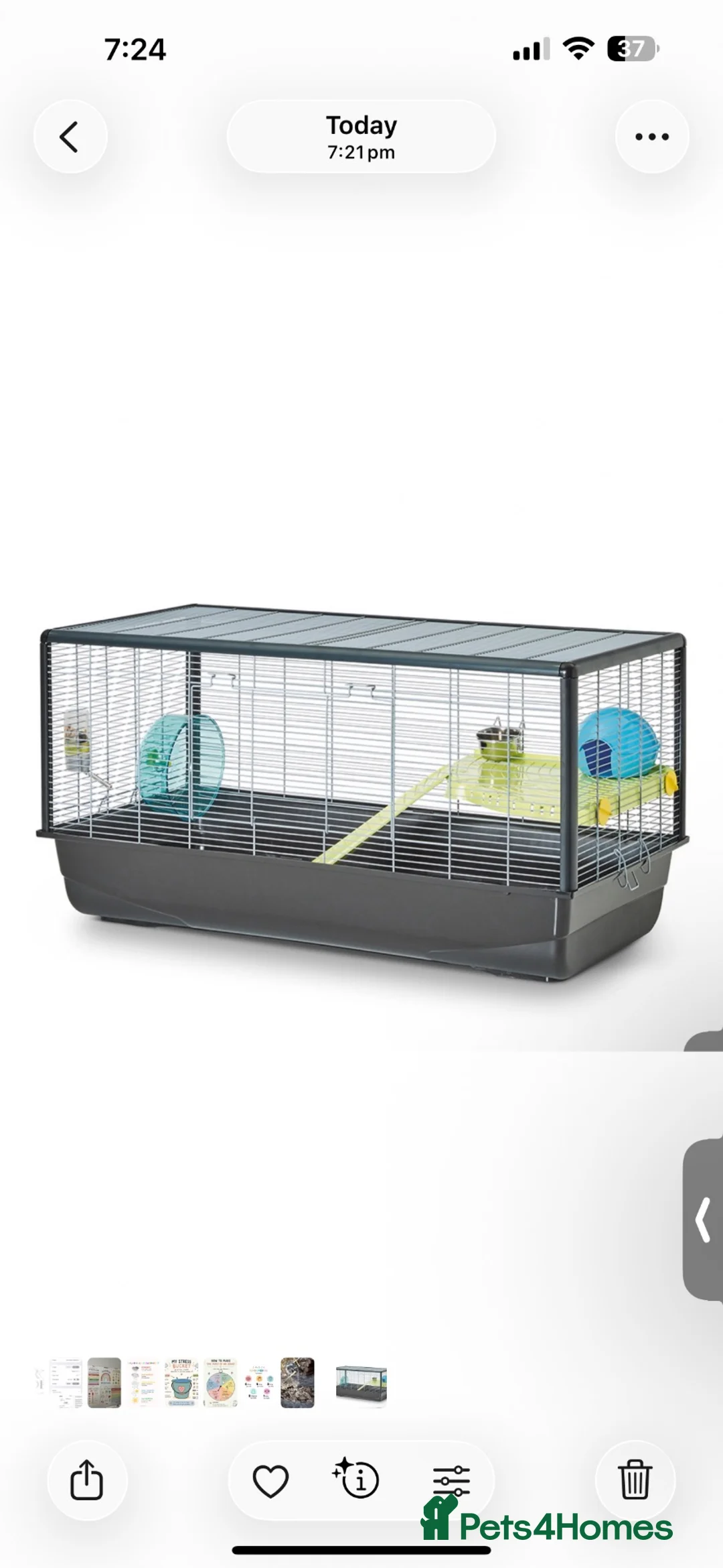 Hamster rodents for sale: Stanley male Russian dwarf hamster - Advert 2